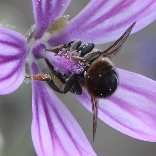 Megachile sp.